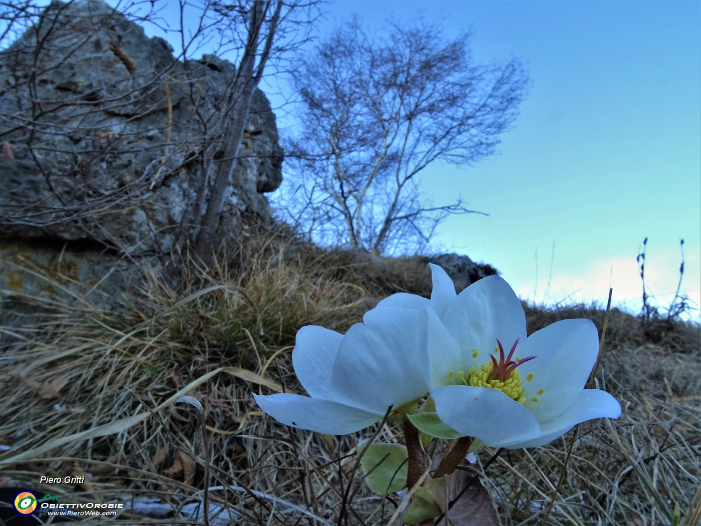 17 Ellebori in fiore.JPG